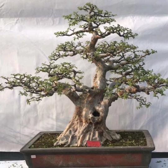 寻山盆景素材
