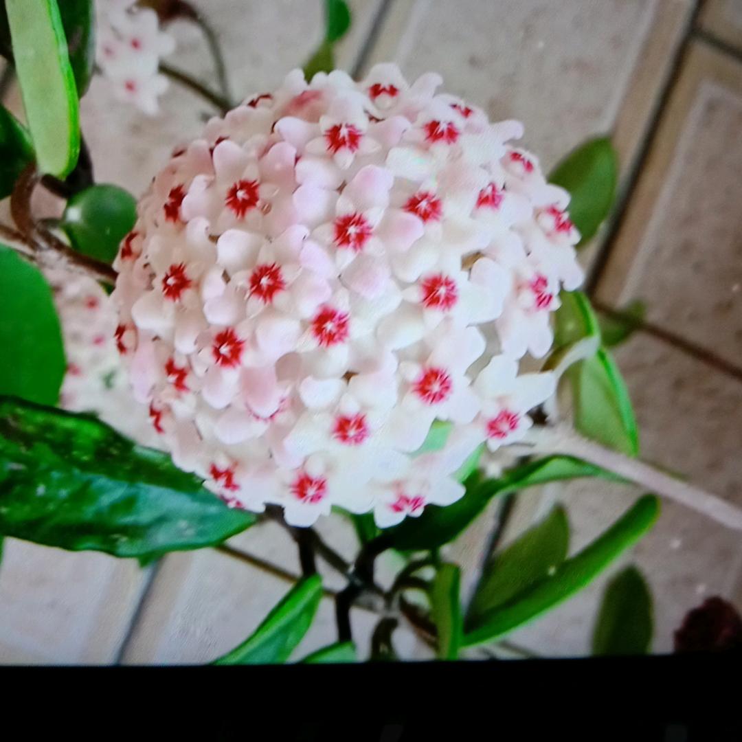 张玉兰
