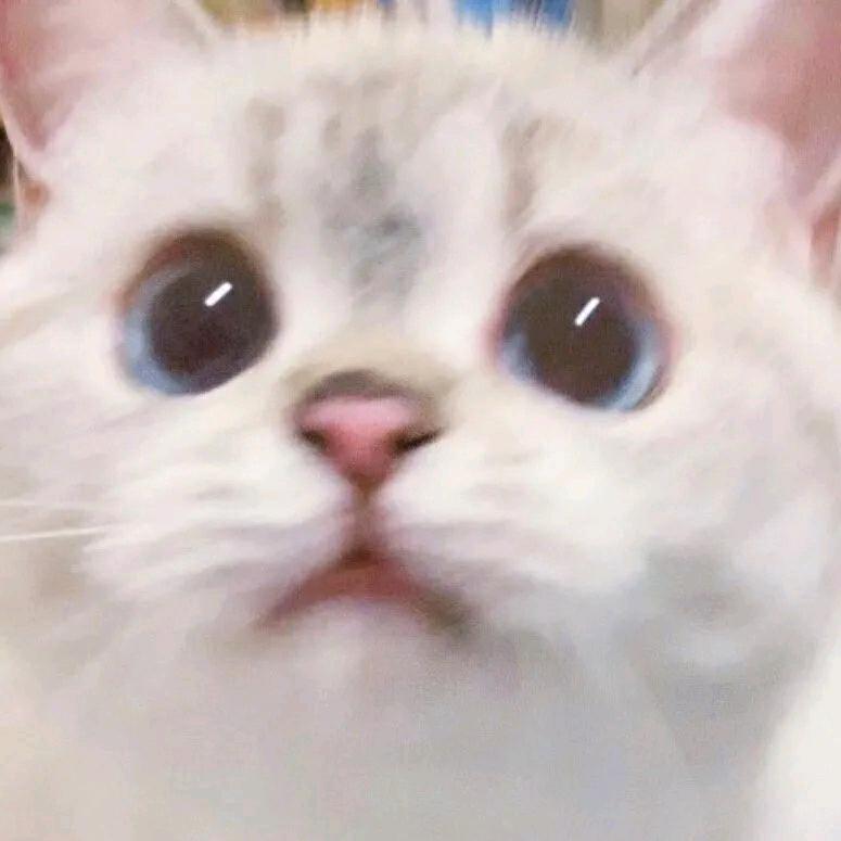 还有小鱼干吗