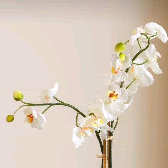 富贵竹