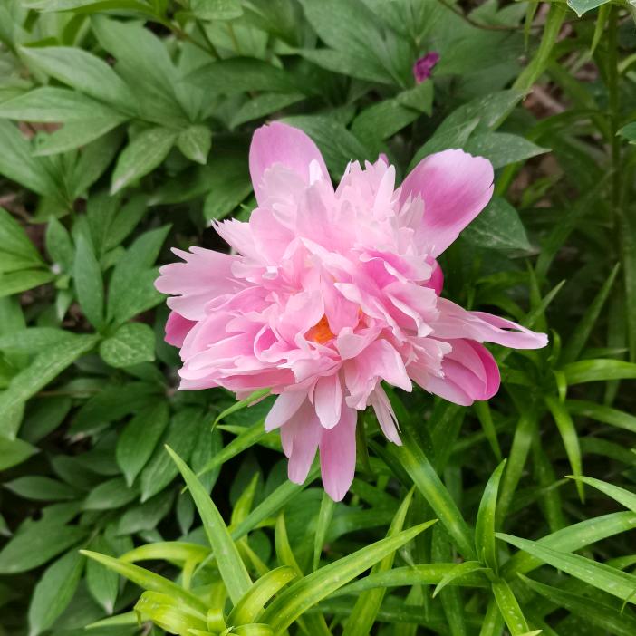 爱唱歌的青海奶奶