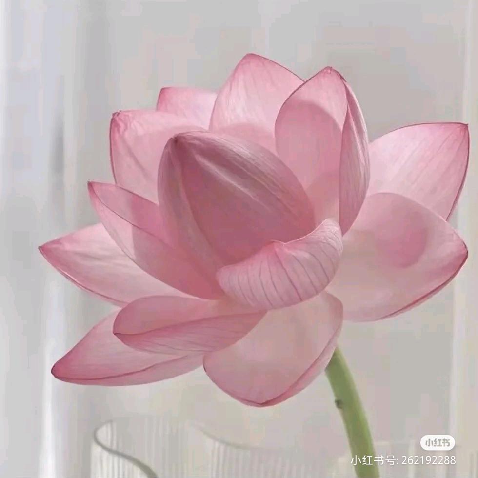 你笑在眉眼、