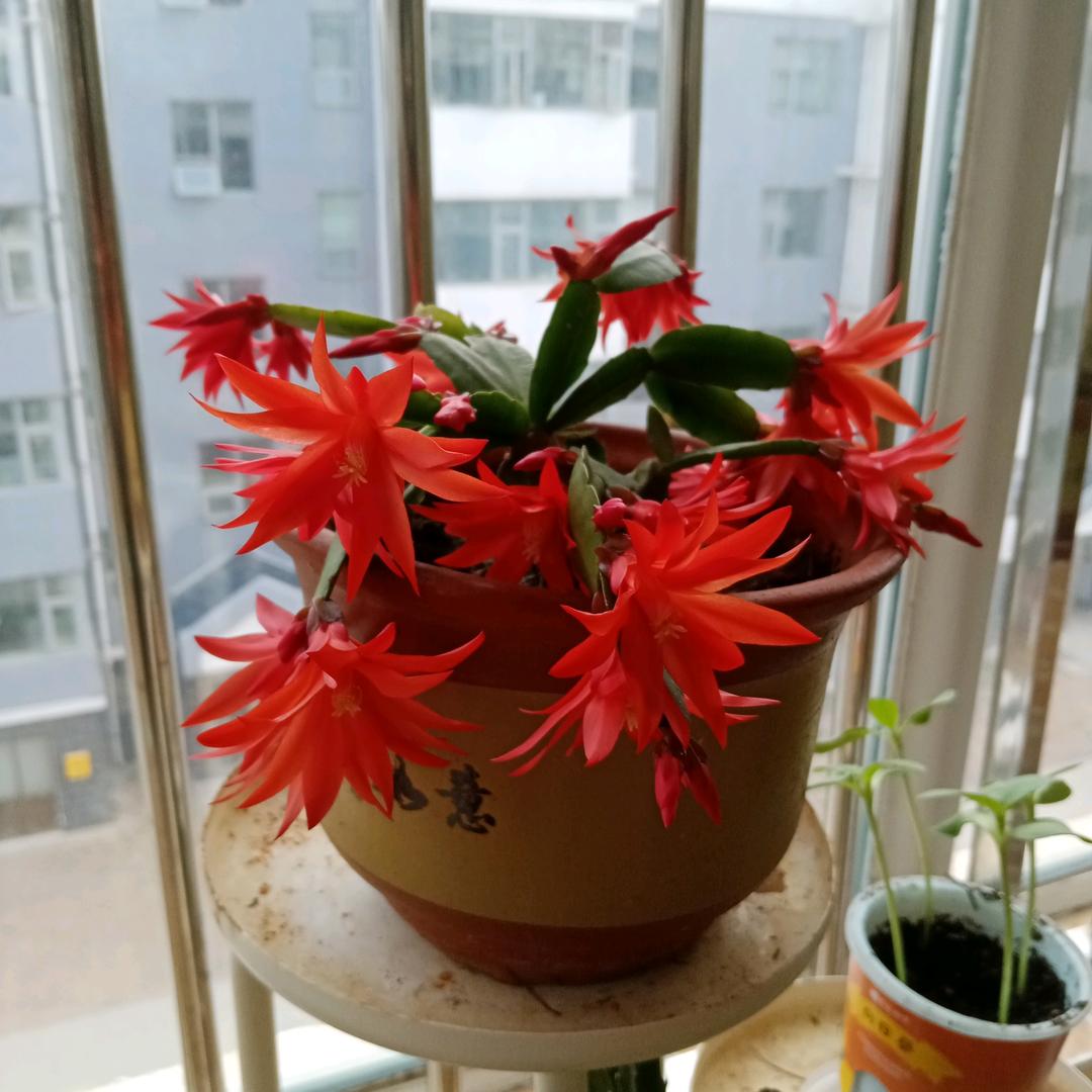 老肖
