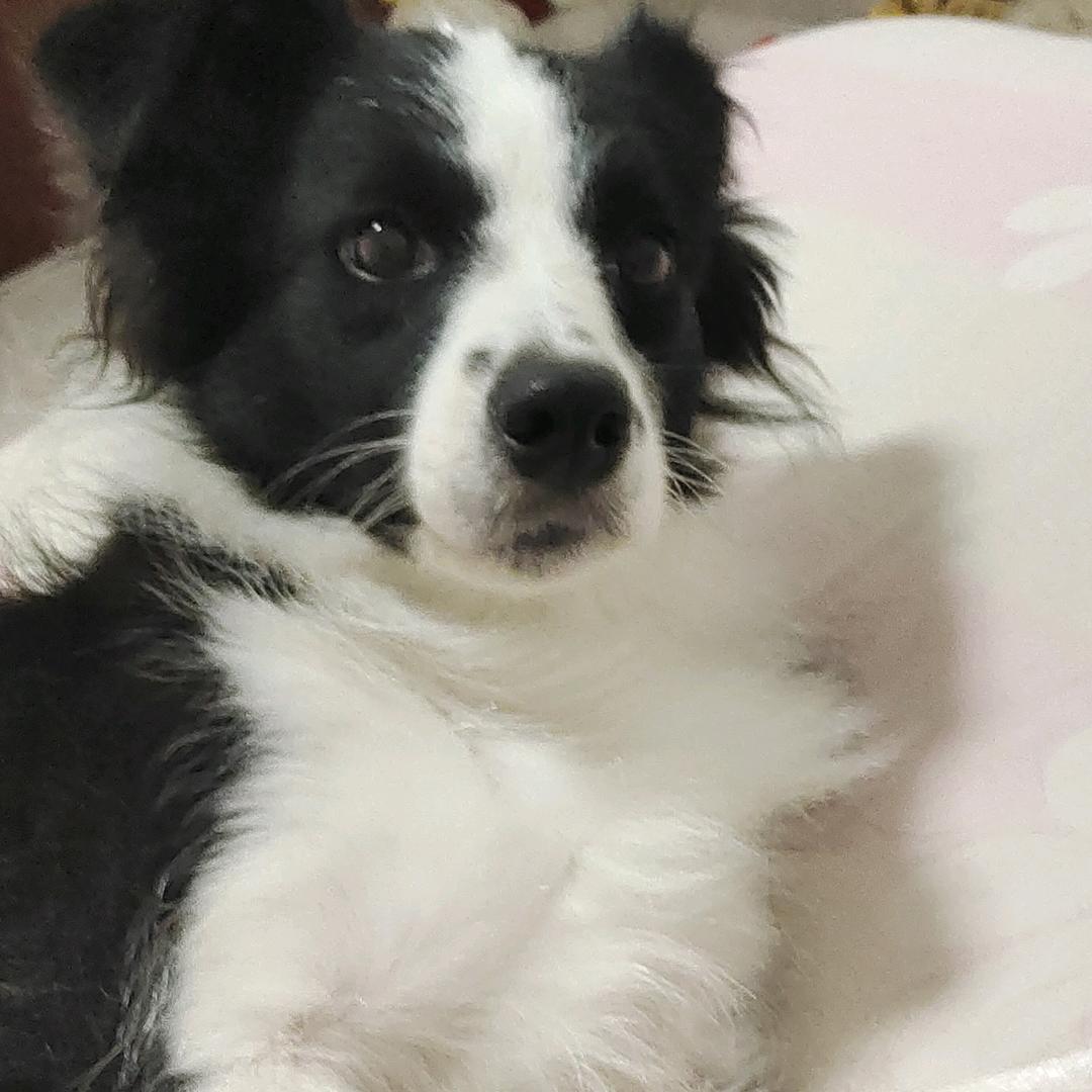 哈利波特的扫把头