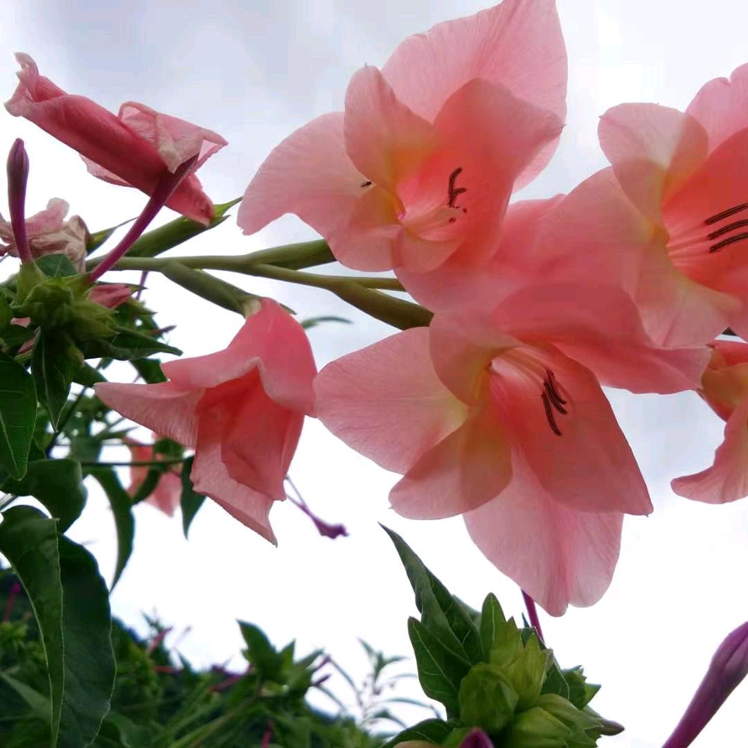茅坡黄桃—土蜂蜜