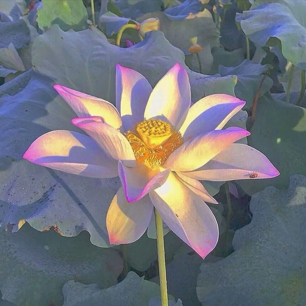 空谷幽兰.