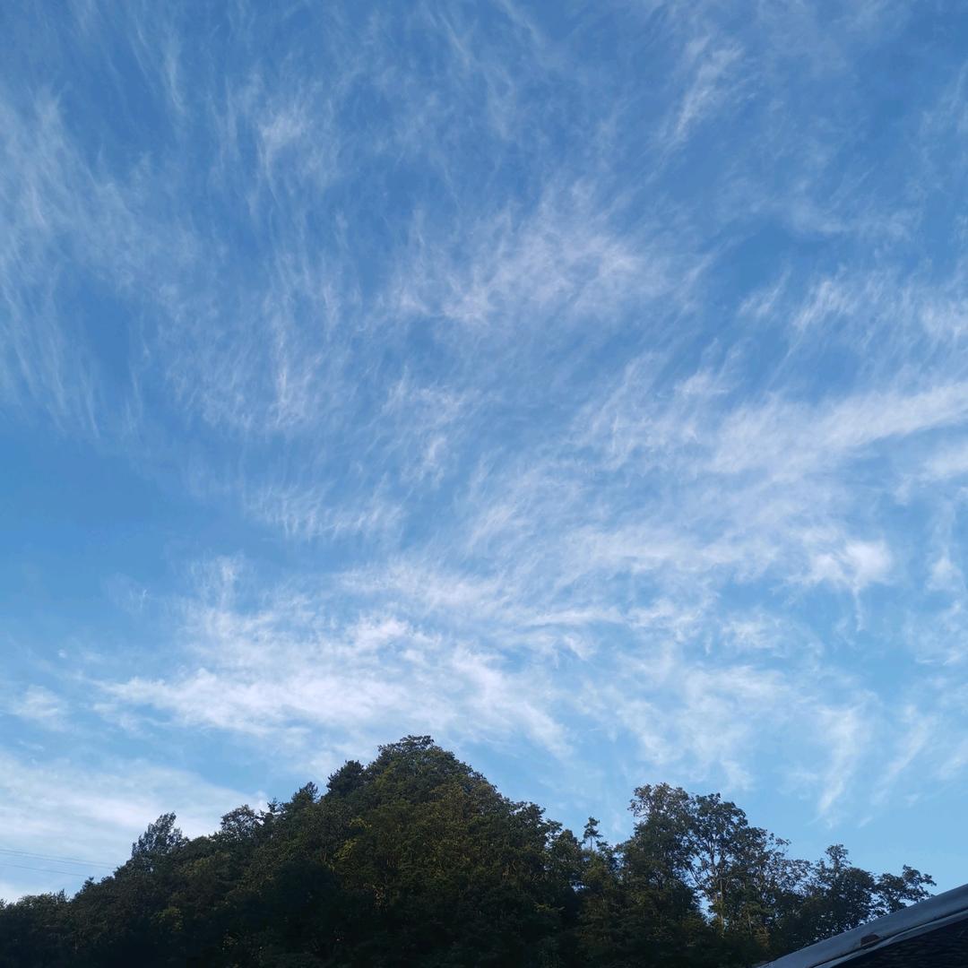 银杏树