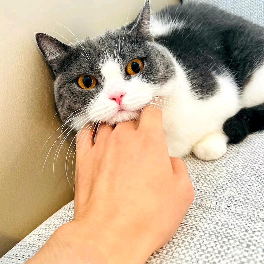 简单自我