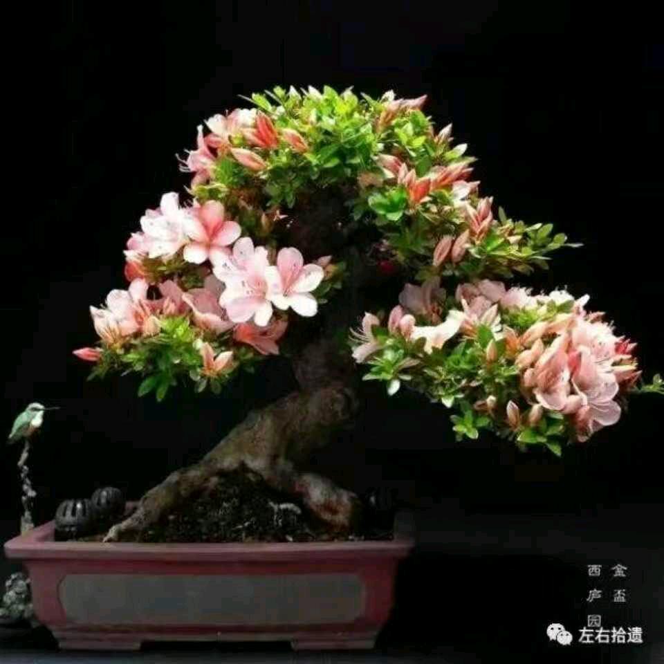 团团圆圆