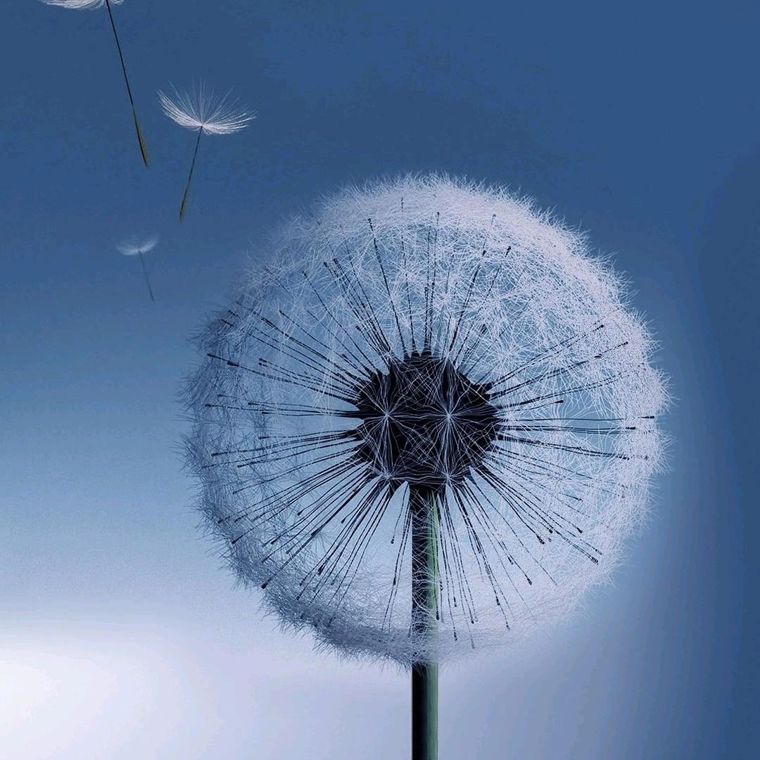 蒲公英剪辑