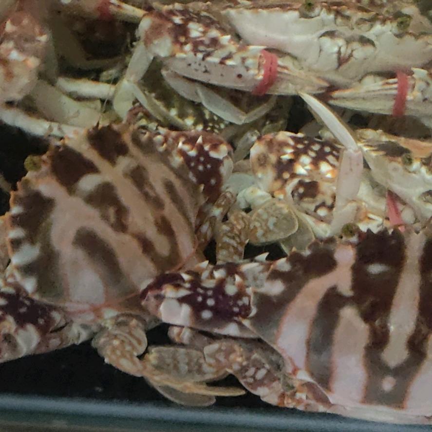 丽华海鲜批发店