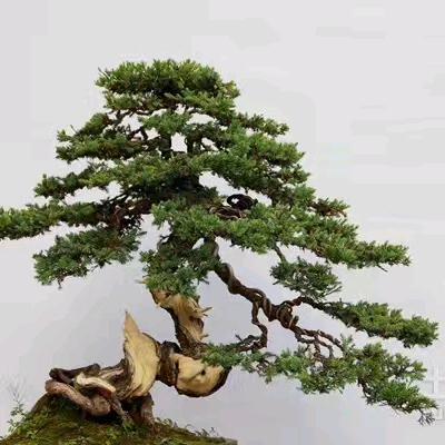 陇南贴砖刘师