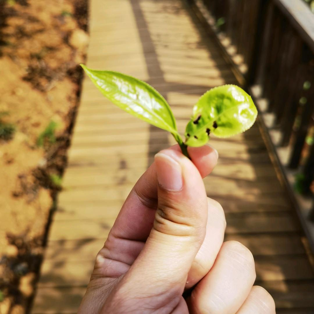 濤濤