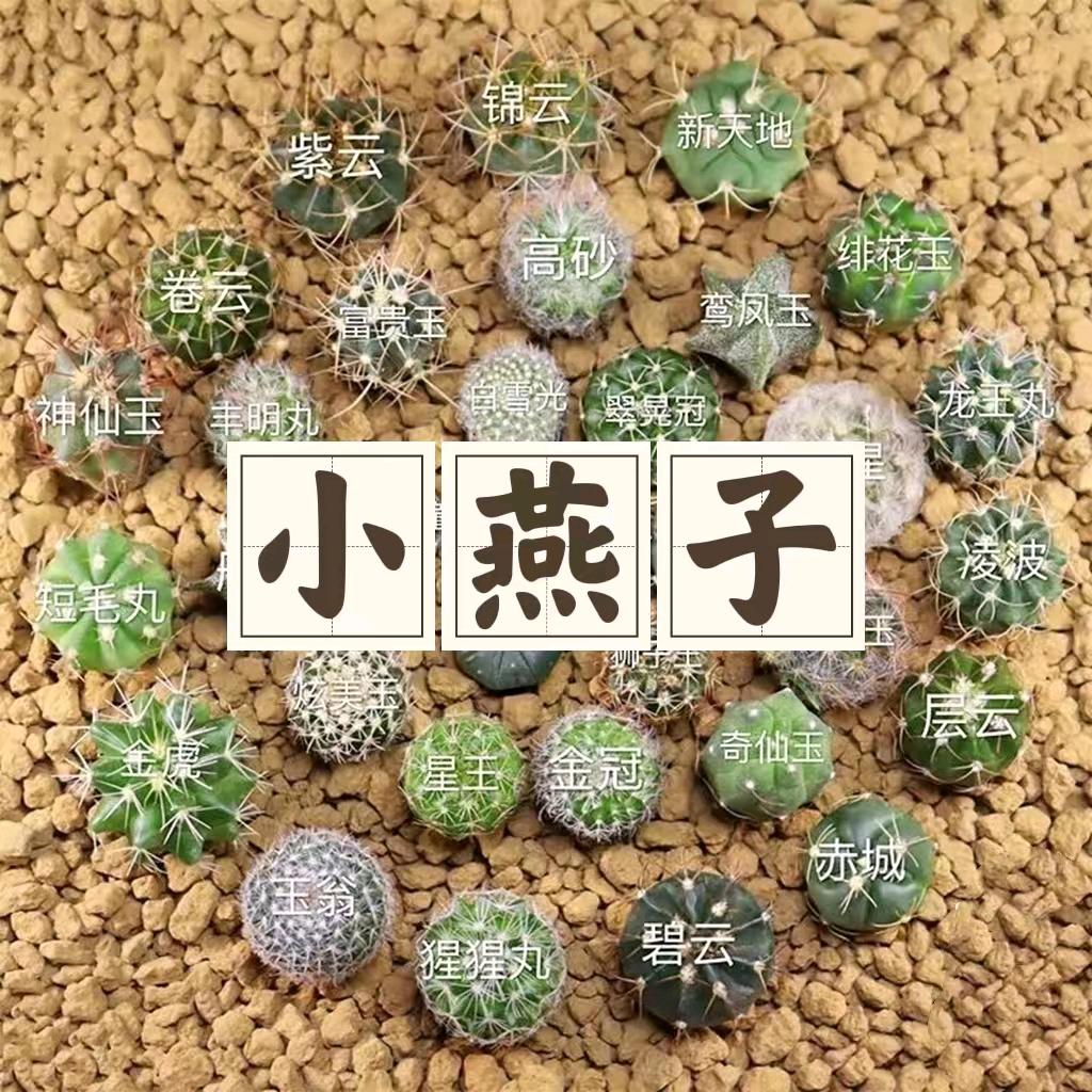 仙人球乐园