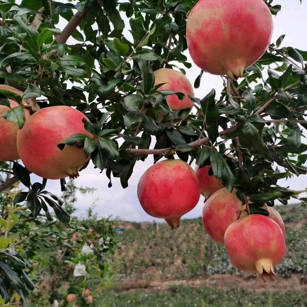 会理铭希农产品石榴供应链