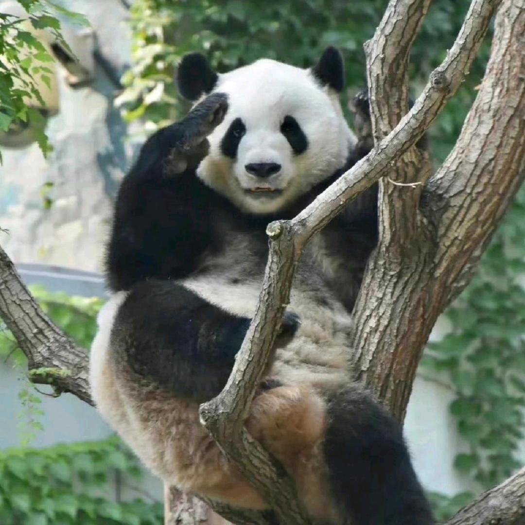 动物说事