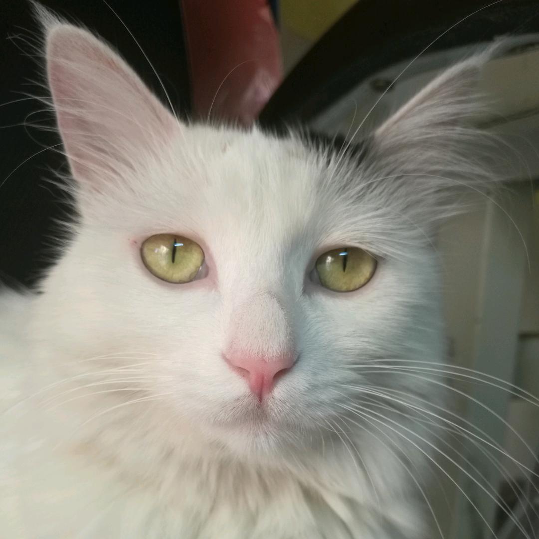 小白是只猫