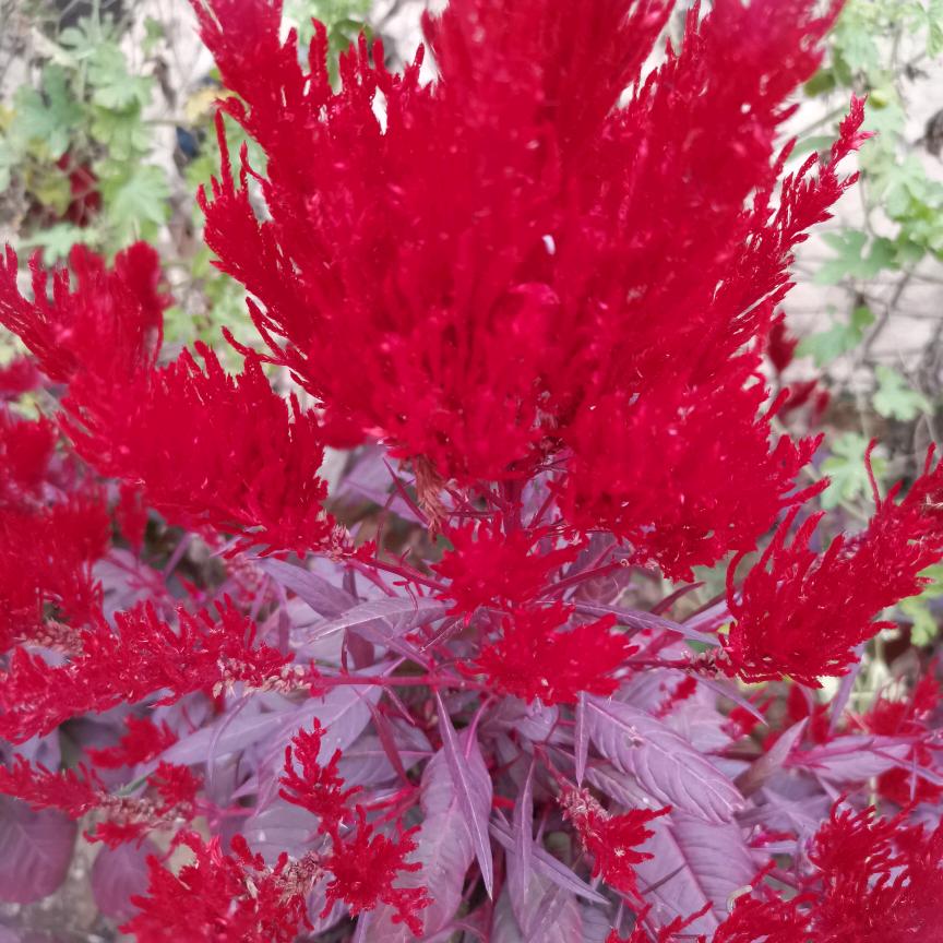 平平淡淡