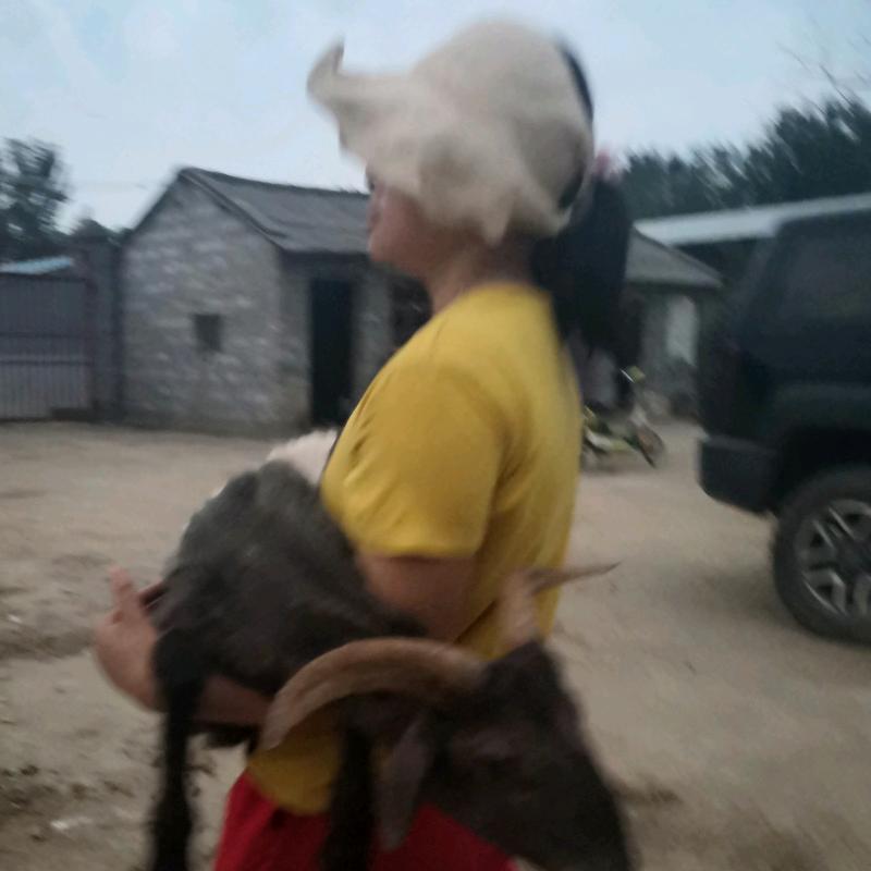 羊场主