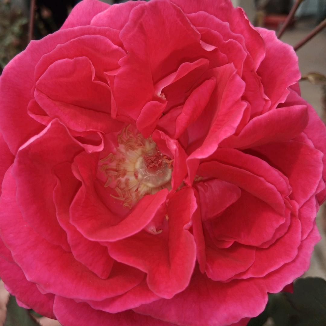 栀子花开🌸