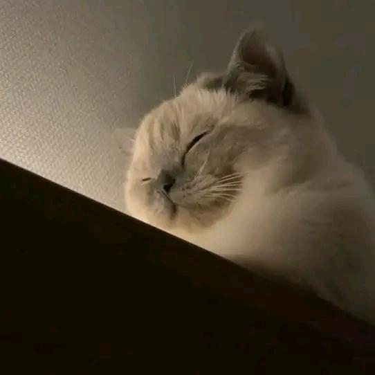 孤独星上的鱼
