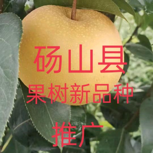 大地情缘