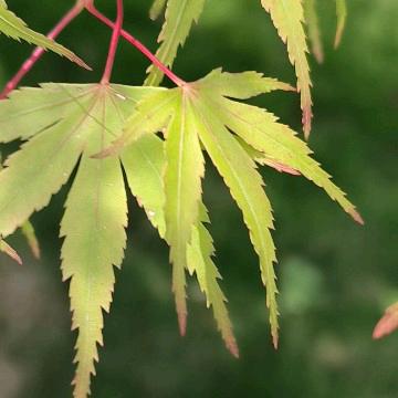吉祥的三宝