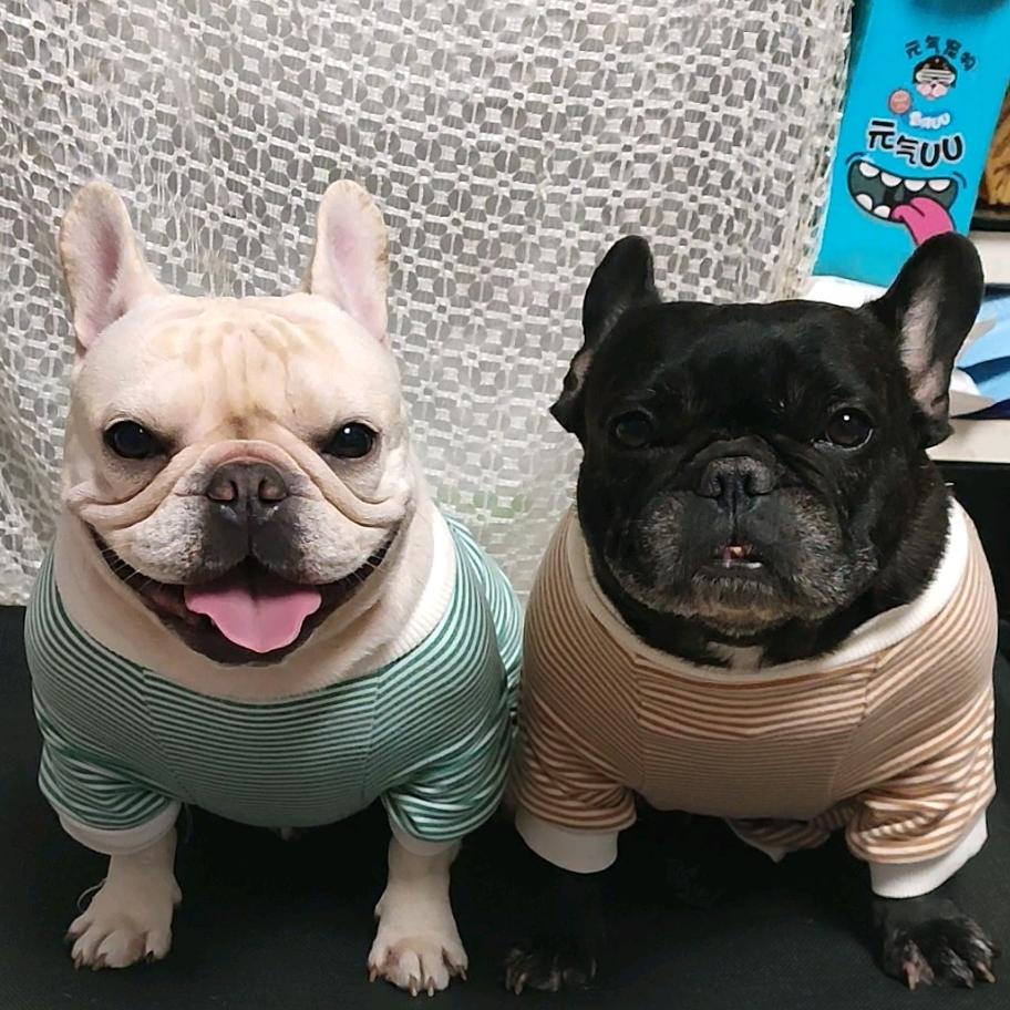 家有萌宠邹萝卜