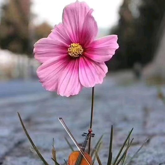 🌸岁月静好🌸