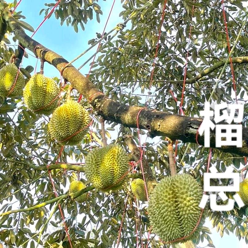 榴选生鲜