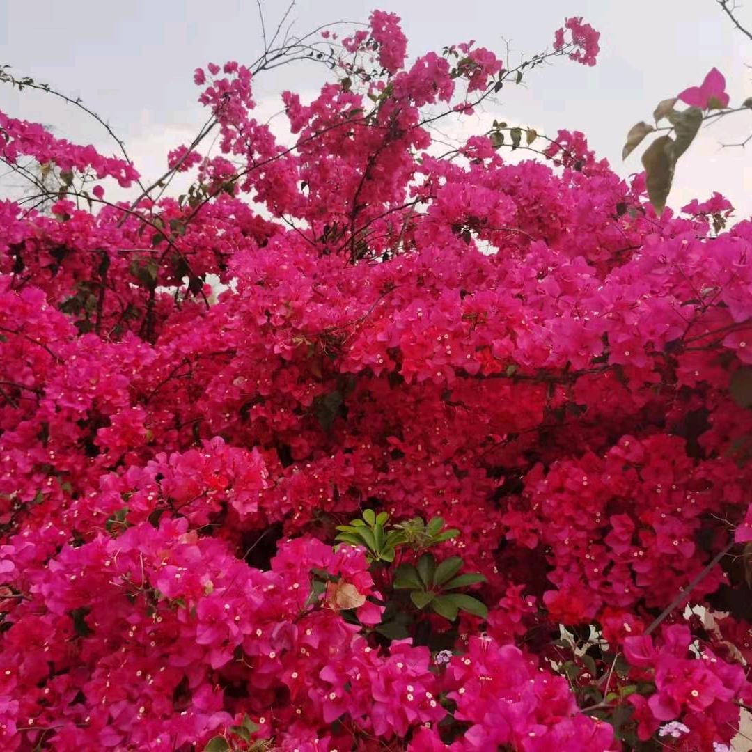 你猜，我猜不猜