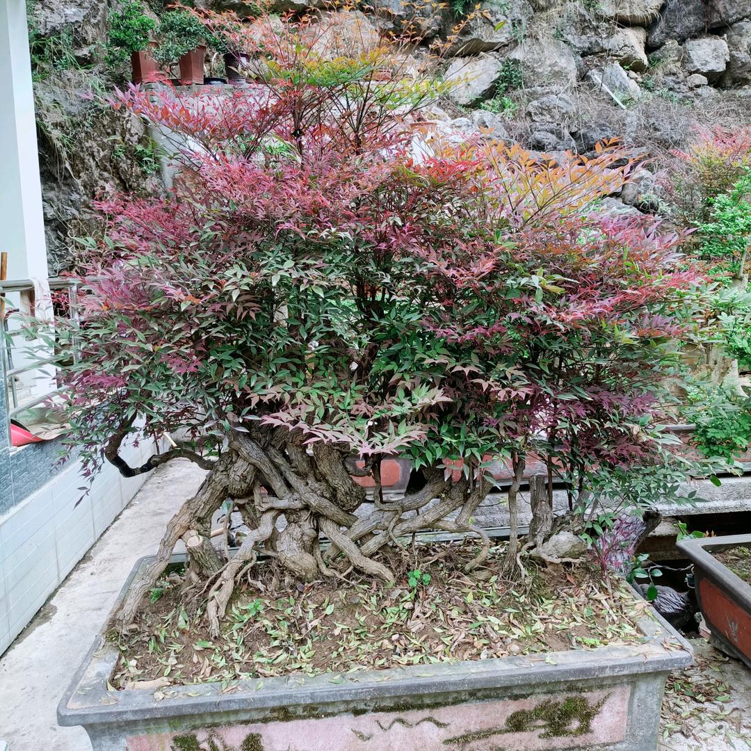 长阳古韵盆景园