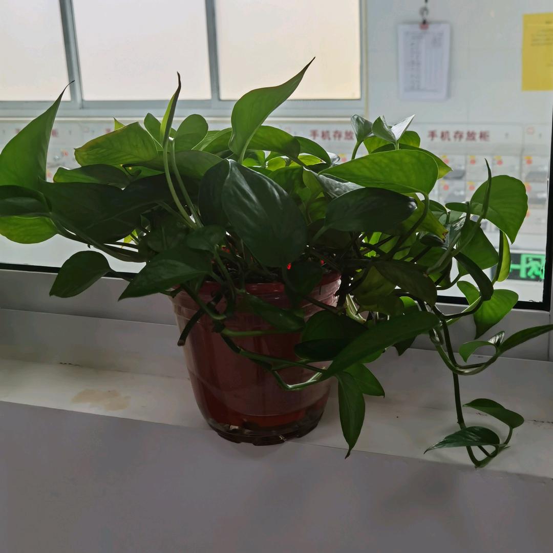 梅赛德斯