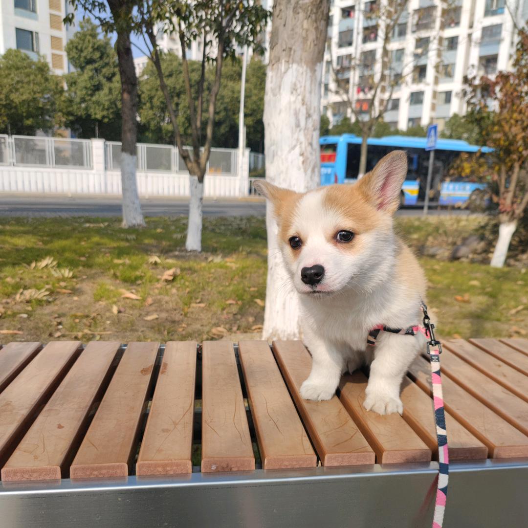 柯基八戒的日常
