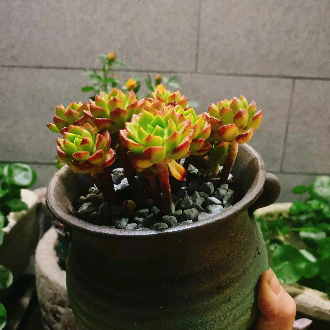 （娇娇）～1966年腊月马（拒私聊）