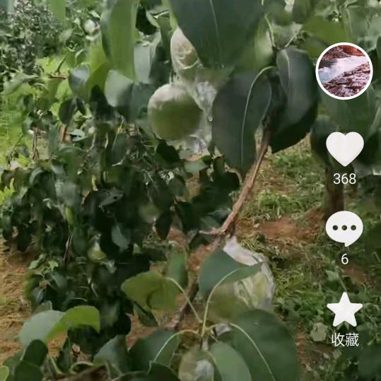 隰县玉露香梨产地