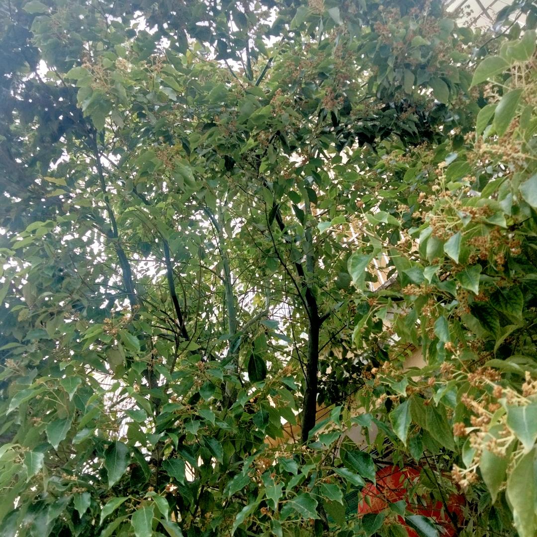 平平安安，