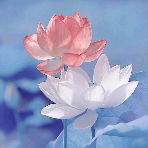 陈奶奶💐爱生活