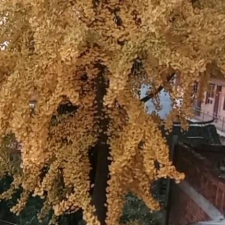 雪菊