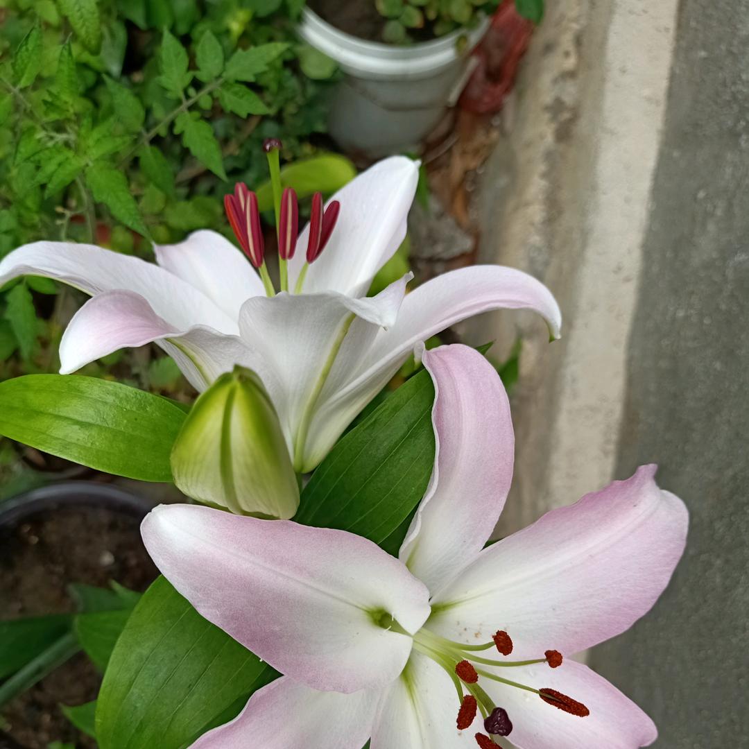 💋💞最美ღ᭄年华໑ຼₒ₂₃ღ᭄