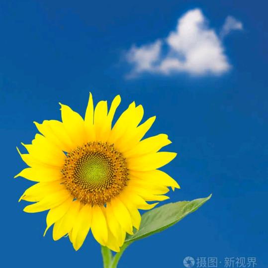点亮夜空的星