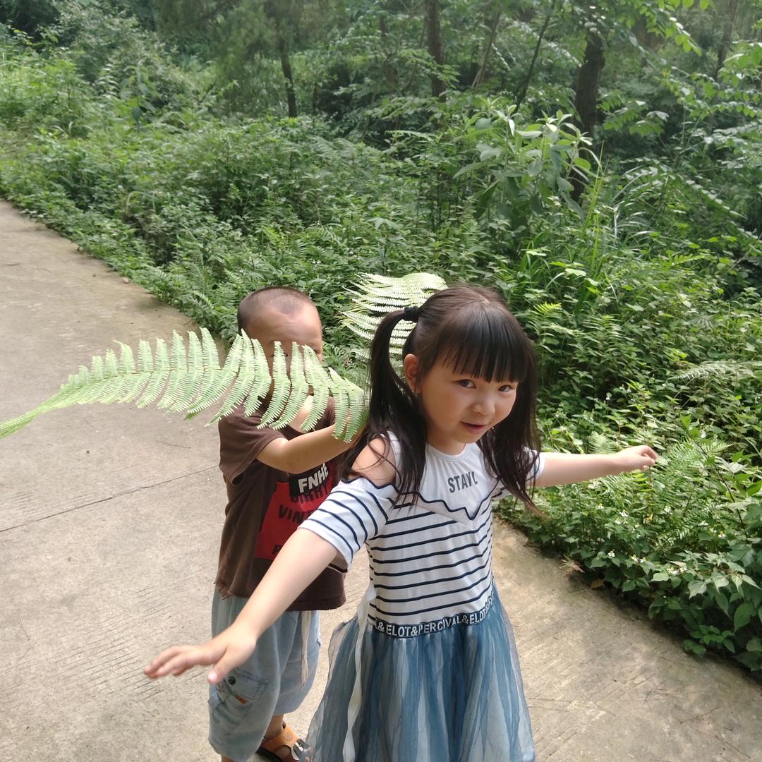 雷白菊