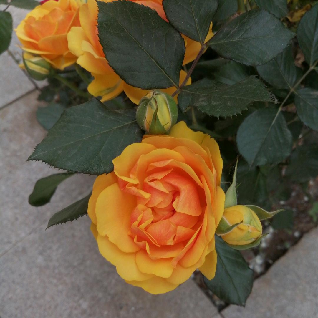 兰花