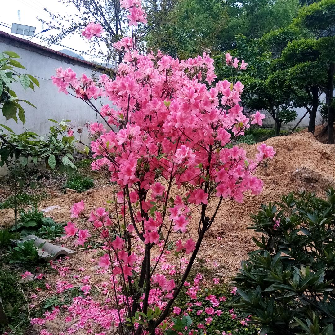 张淑灵