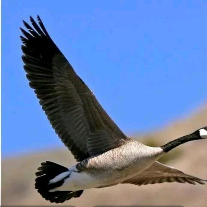 大漠孤雁~海哥！