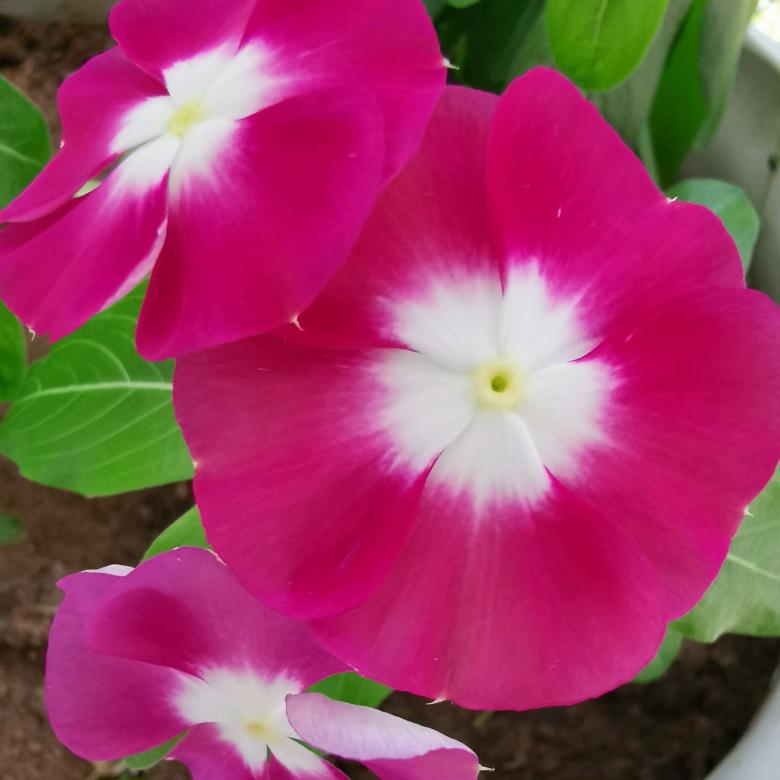 蓝花芹
