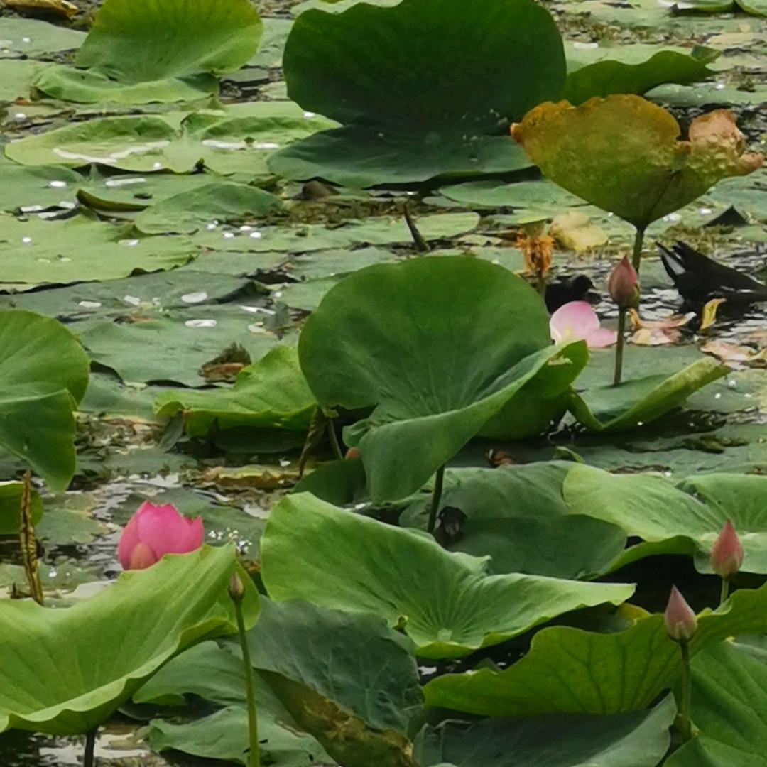 山东老街坊新材料有限公司