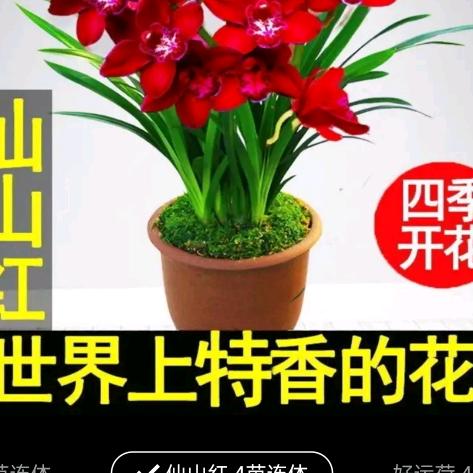 不变烟火