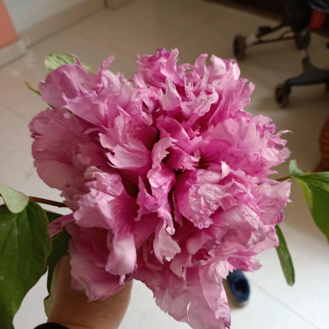 @福(生活小常识),传递正能量