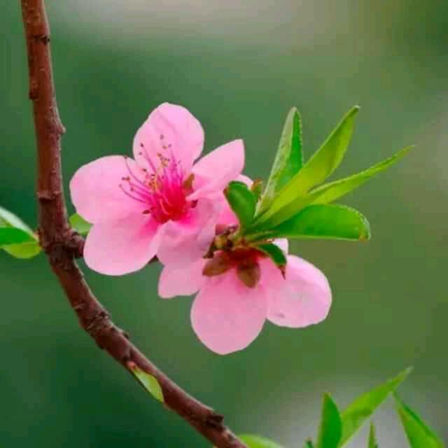 木鱼